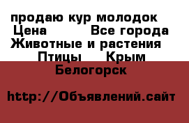 продаю кур молодок. › Цена ­ 320 - Все города Животные и растения » Птицы   . Крым,Белогорск